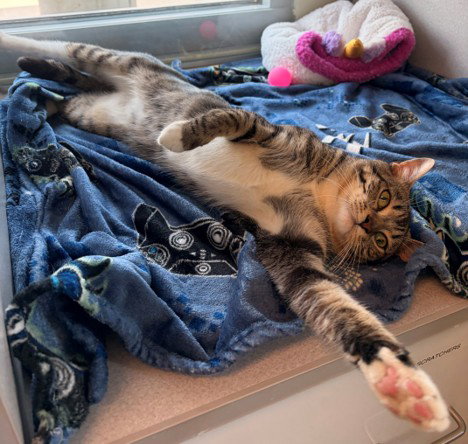 picture of the cat needing adoption