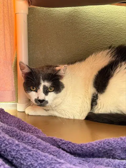 Cecil - Domestic Short Hair