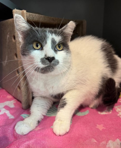 picture of the cat needing adoption