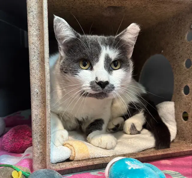 Cecil - Domestic Short Hair