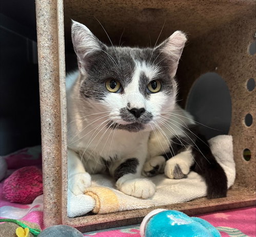 CECIL, a cat for adoption from Loudoun County Animal Care & Control