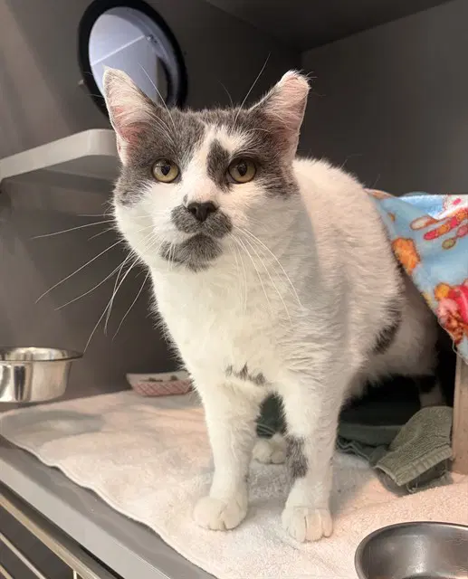 Cecil - Domestic Short Hair