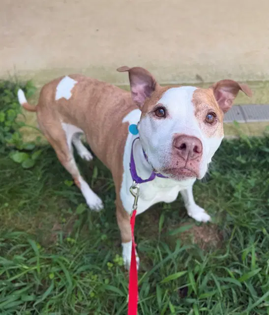 Lucky - Pit Bull Terrier