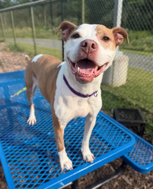 Lucky - Pit Bull Terrier