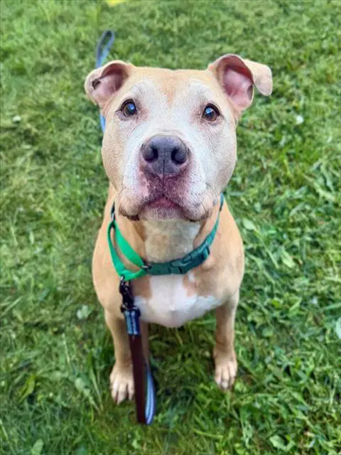 Rex - Staffordshire Bull Terrier