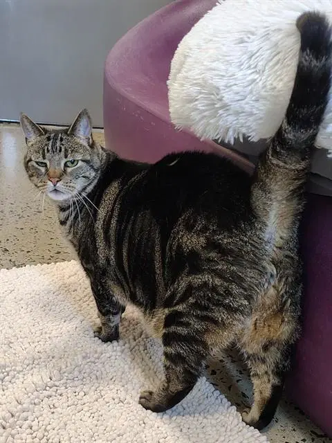 Pj - Domestic Short Hair