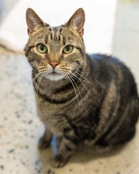 picture of the cat needing adoption