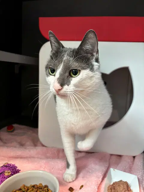 Cherry - Domestic Short Hair