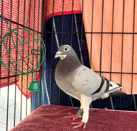 PIDGEOTTO, other