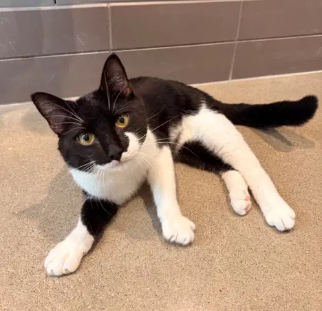 Burk - Domestic Short Hair