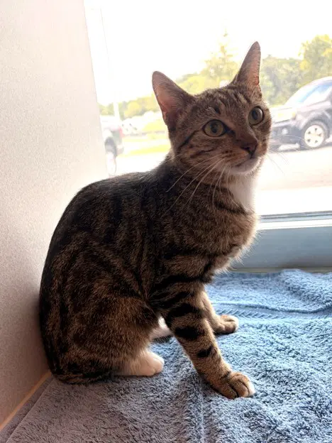 Della - Domestic Short Hair