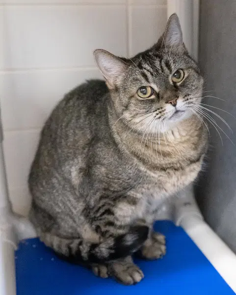 Missy - Domestic Short Hair