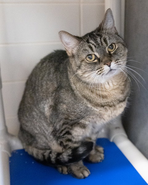 picture of the cat needing adoption