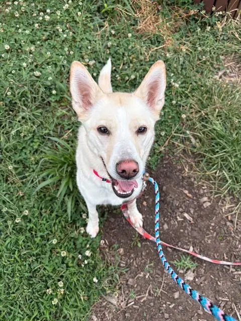 Mae - Siberian Husky