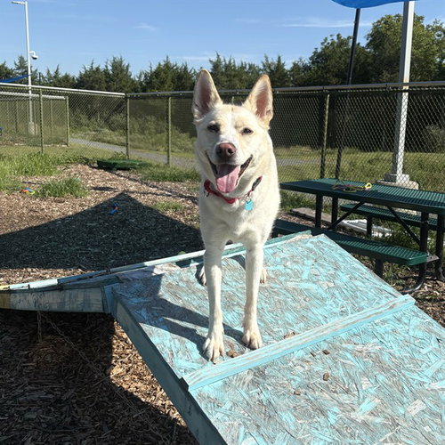 picture of the dog needing adoption