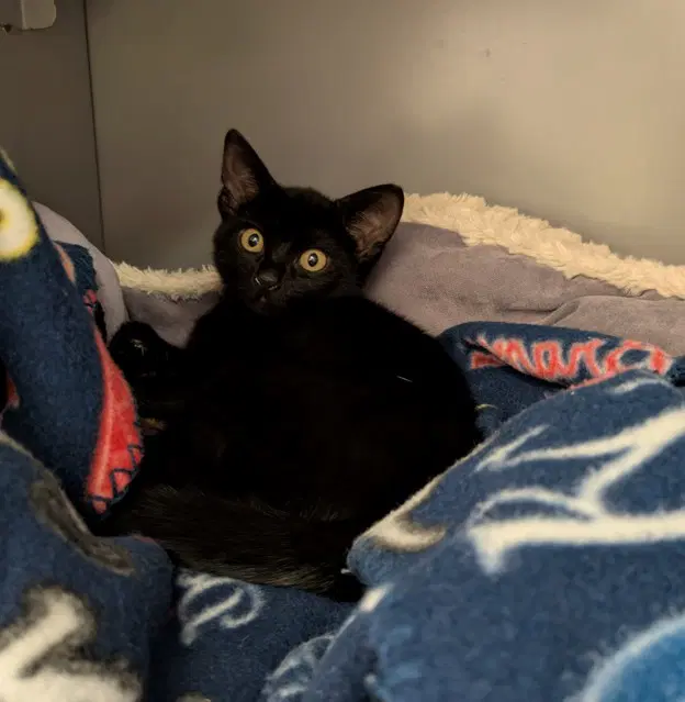 Sawback - Domestic Short Hair