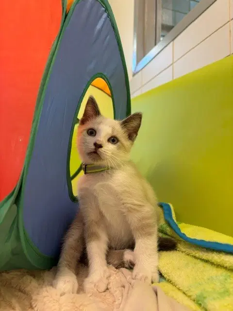Daffy - Domestic Short Hair