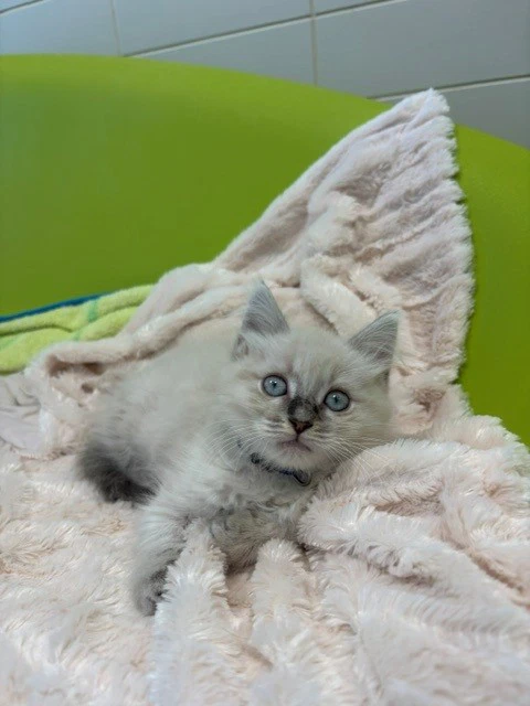 Gizmo