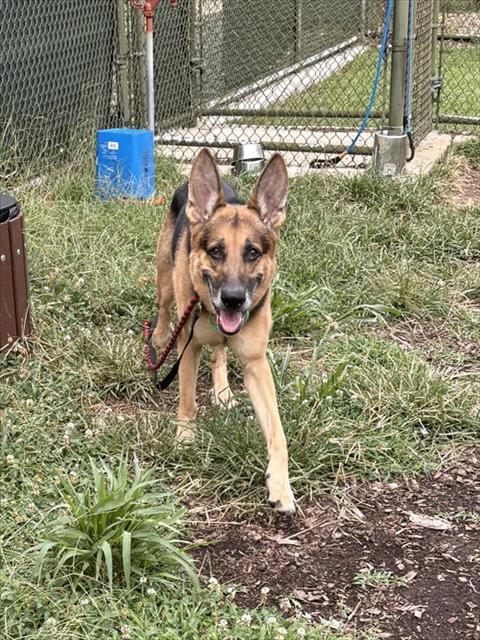 KAMO, dog — photo 1 of 1