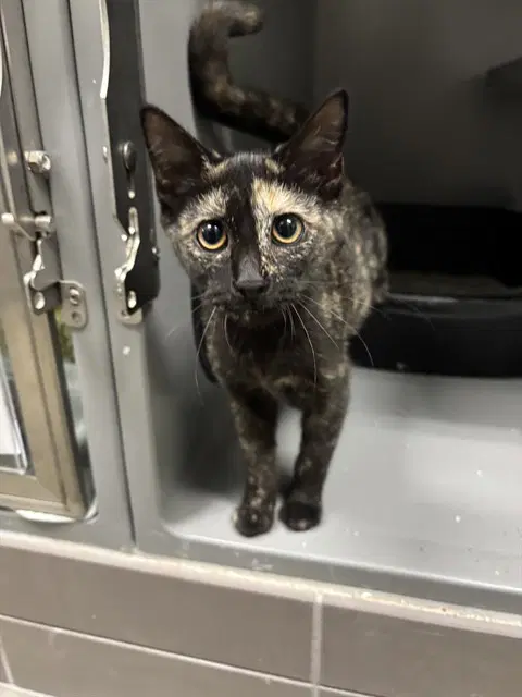 Chessa - Domestic Short Hair