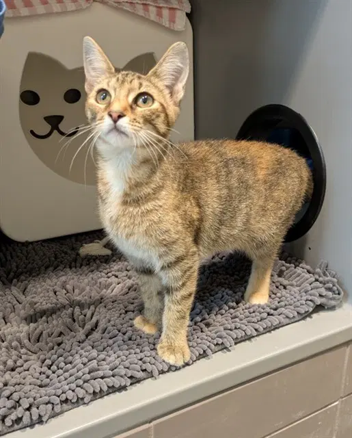 Little Debbie - Domestic Short Hair