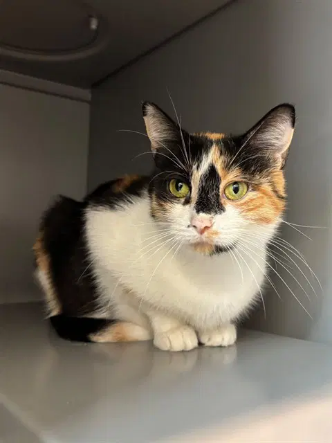 Adelaide - Domestic Short Hair