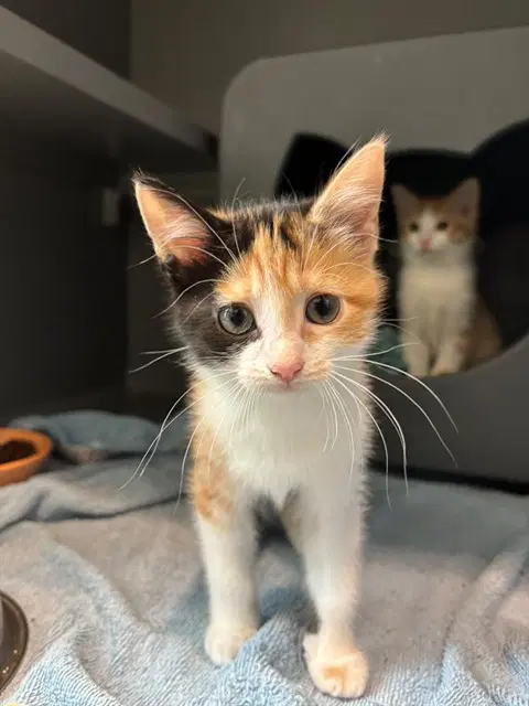Curling - Domestic Short Hair