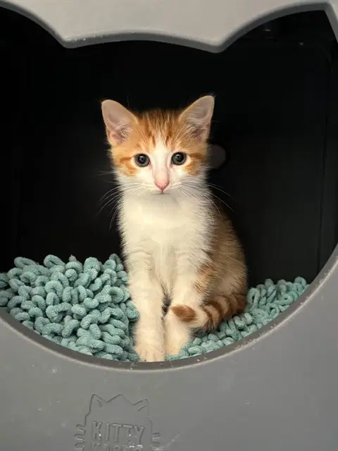 Hockey - Domestic Short Hair