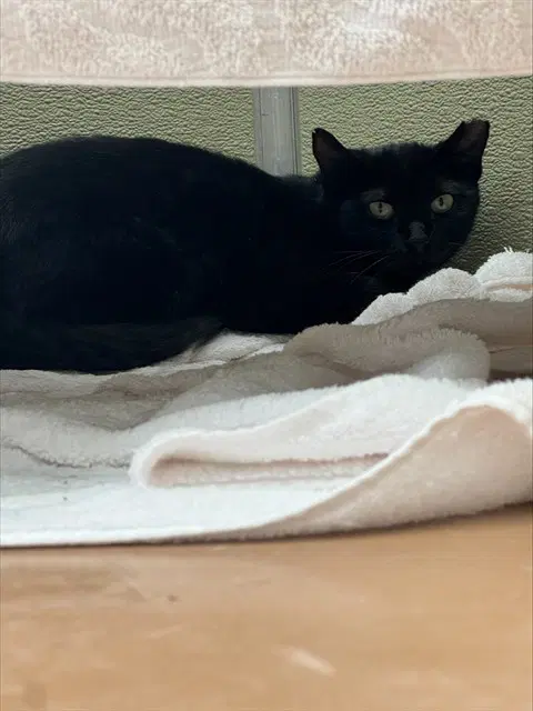 Maude - Domestic Short Hair