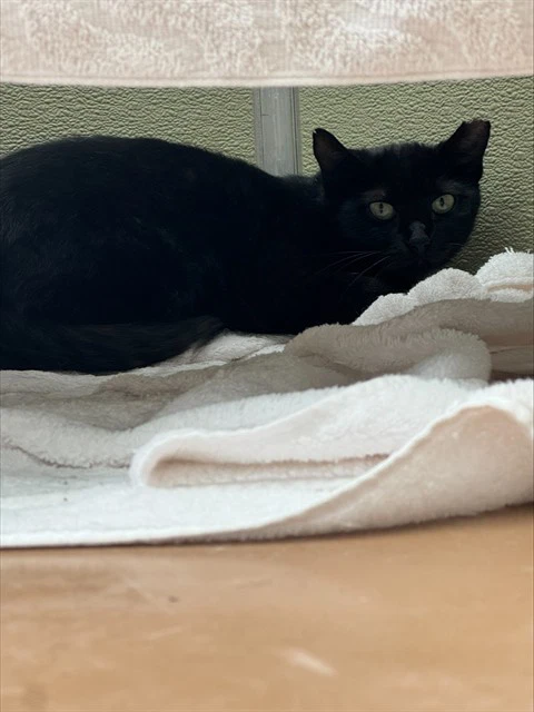 Maude