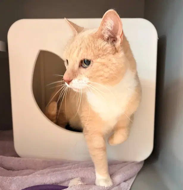 Mia - Domestic Short Hair