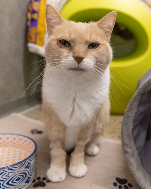 picture of the cat needing adoption