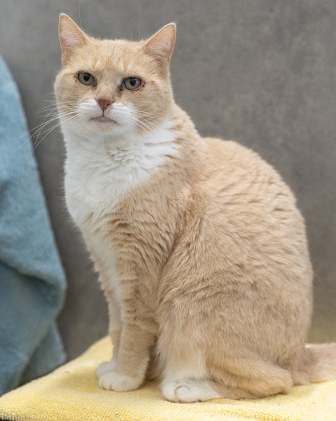 MIA, a cat for adoption from Loudoun County Animal Care & Control