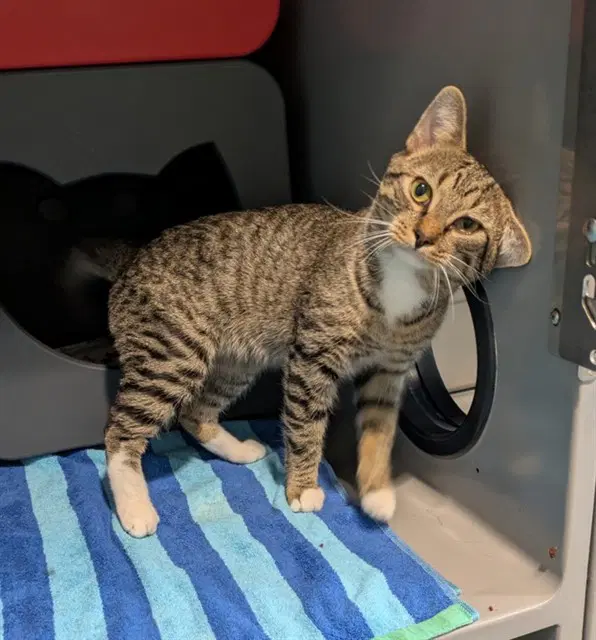 Spirit - Domestic Short Hair
