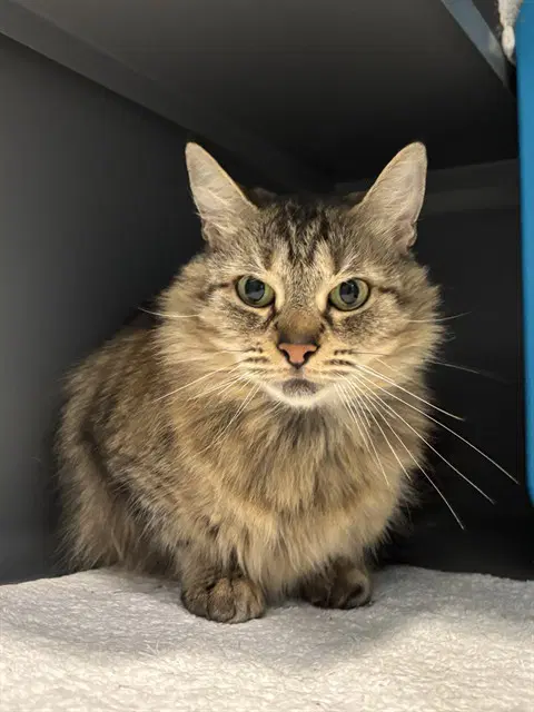 Lisa - Domestic Medium Hair