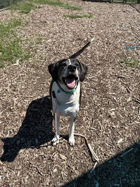 Outlaw - Great Dane