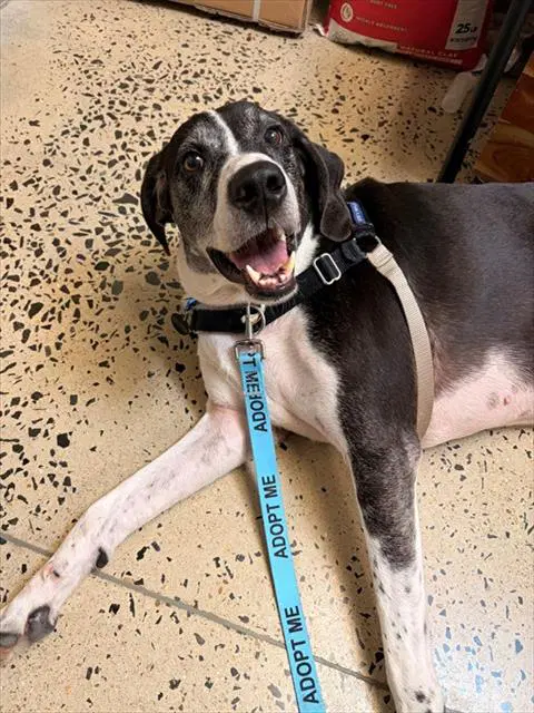 Outlaw - Great Dane