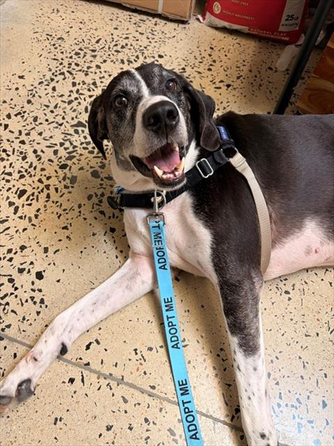 picture of the dog needing adoption
