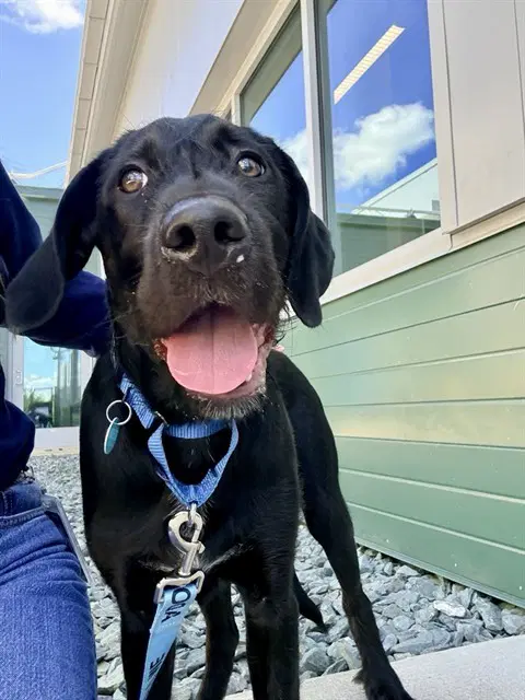 Blinker - Labrador Retriever