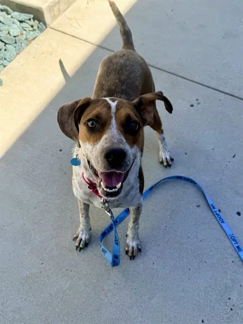Mable - Hound