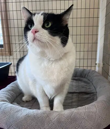 Lilly - Domestic Short Hair