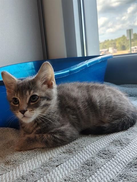 KEVIN, cat — photo 1 of 1