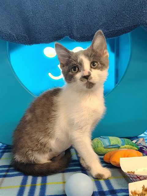 CLARIA, cat — photo 1 of 1