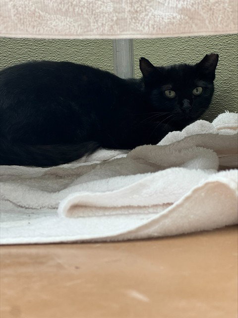 picture of the cat needing adoption