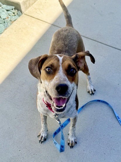 MABLE, a dog for adoption from Loudoun County Animal Care & Control