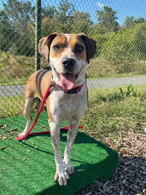 Mable - Hound
