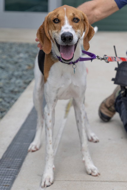 picture of the dog needing adoption
