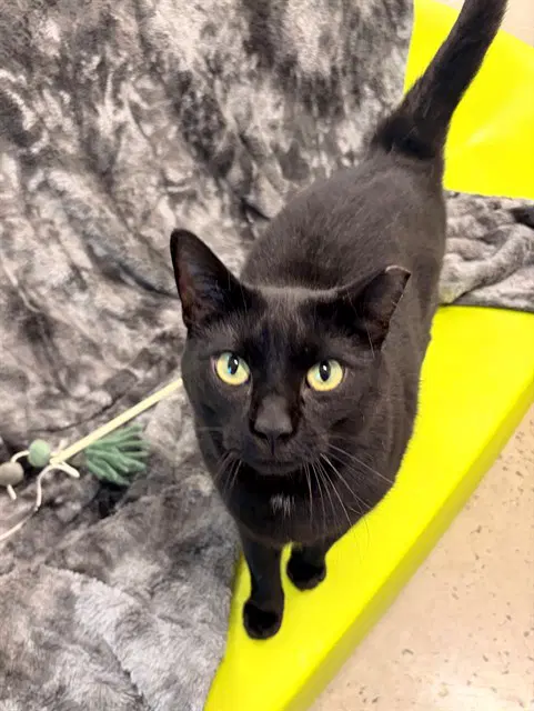 Frank - Domestic Short Hair