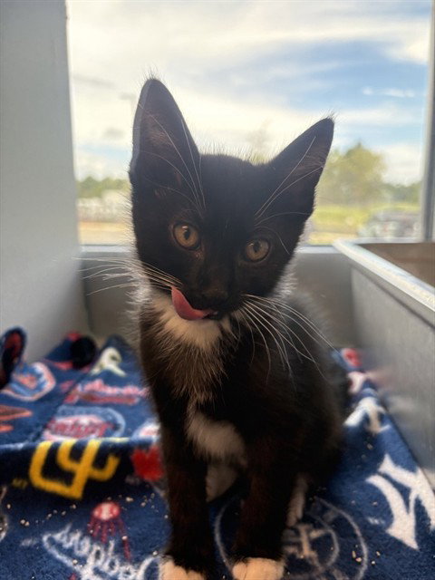 MADONNA, cat — photo 1 of 1