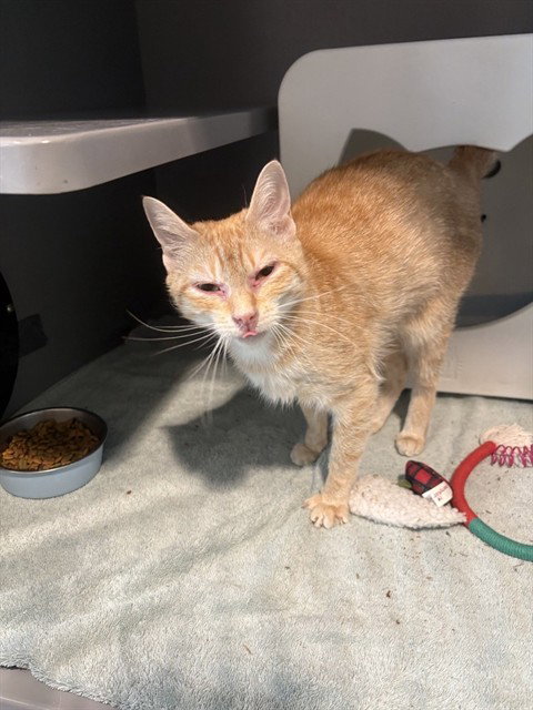 picture of the cat needing adoption